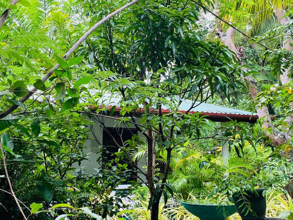 The Jungle Path Lodge Sigiriya Ngoại thất bức ảnh